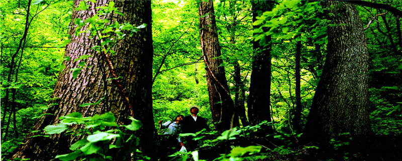 宝天曼森林生态旅游区密林探幽_副本.jpg