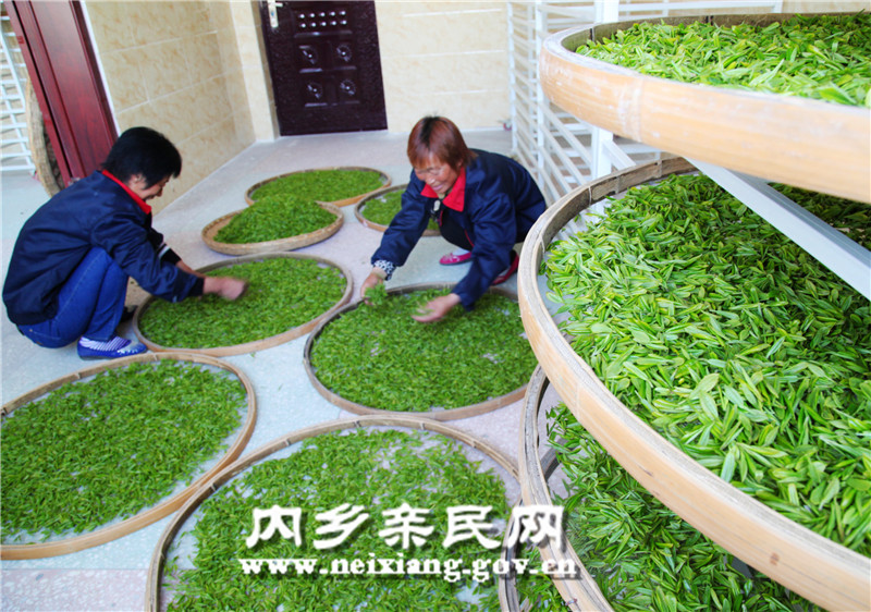 3月31日，在内乡县赤眉镇琴溪湖茶业的制茶车间，工人正在摊放新采明前茶芽叶_副本.jpg