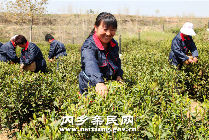 3月31日，在内乡县赤眉镇琴溪湖茶业的5000亩有机茶园里，茶农们正在抢采明前茶。_副本.jpg