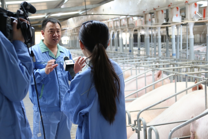 nEO_IMG_央视记者在怀孕猪舍采访.jpg