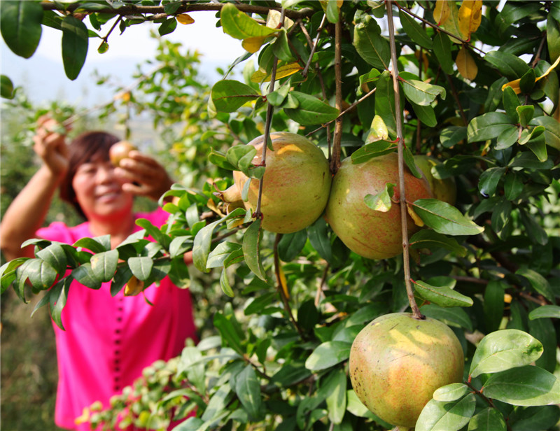丰收的石榴_副本1.jpg