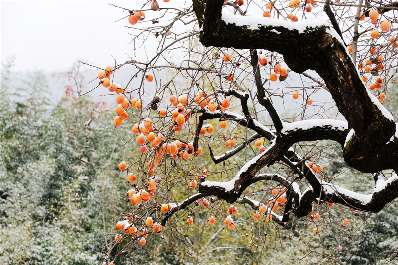 内乡唯美雪景图　柿　２_副本.jpg