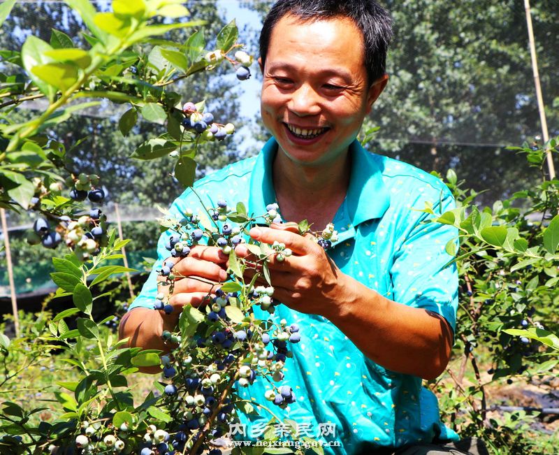 采摘蓝莓3.jpg