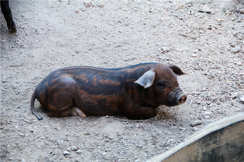 黑野香猪_副本.jpg