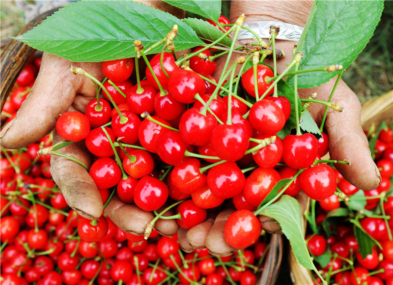 展示大樱桃  樊迪摄_副本.jpg