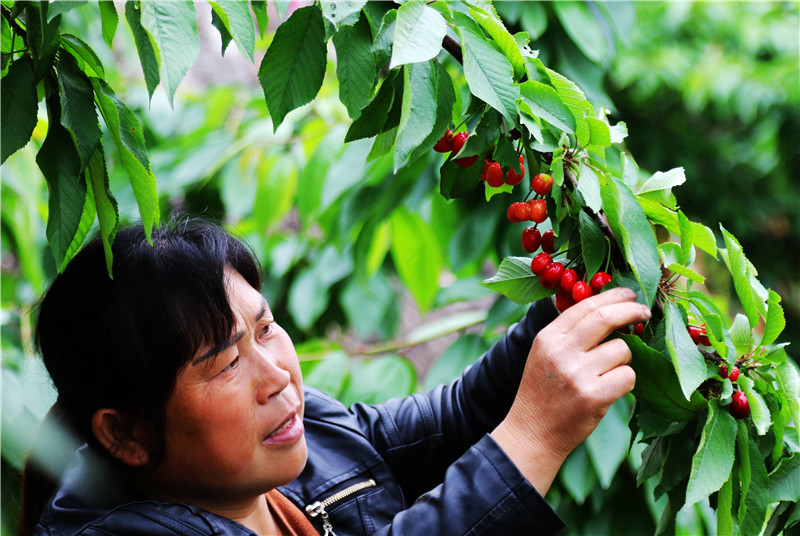 采摘忙 樊迪摄_副本.jpg